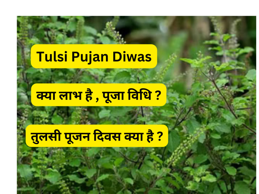 Tulsi Pujan Diwas 2024: तुलसी पूजन दिवस क्या है ? , क्या लाभ है , पूजा विधि ?